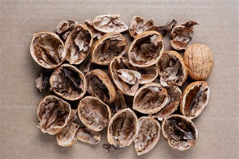 Empty Walnut Shells On Paper Stock Image Image Of Organic Pile