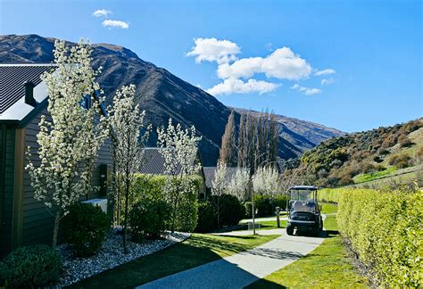 Pyrus Ornamental Pear Easy Big Trees New Zealand