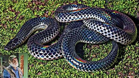 New snake species named after eminent herpetologist Khaire