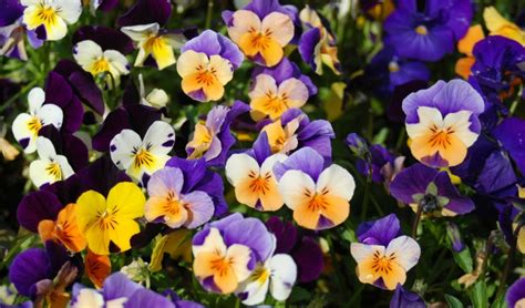 Combine Annuals And Perennials This Spring Cofer S Home Garden