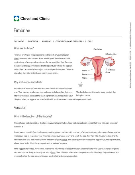 Solution Fimbriae Of The Uterine Tube Anatomy Function Studypool