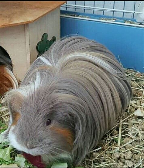 Świnka morska Kawia Cavia Cute Guinea Pigs Cute Pigs Happy Animals