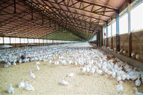 How To Start A Poultry Farming In Nigeria Business Plan Breeds Cost