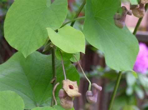 Aristoloche à Grandes Feuilles Aristolochia Macrophylla Plantation