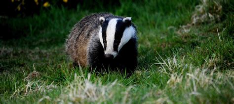 About UK Badgers and their fascinating lives | Badger Trust