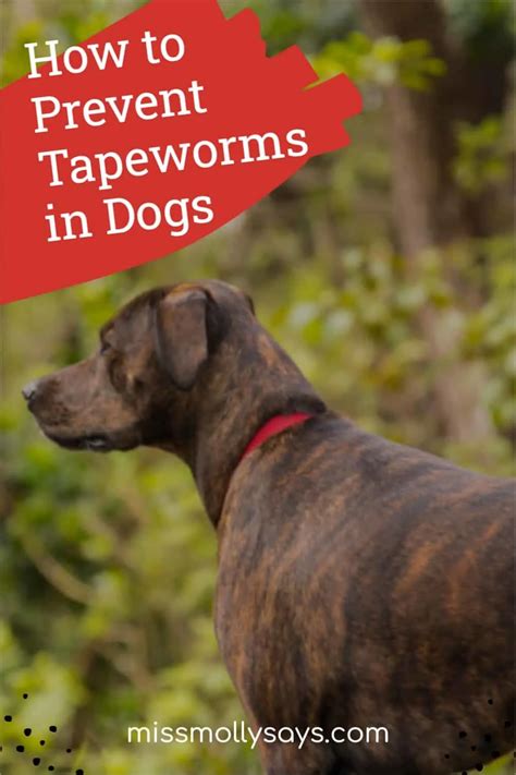 Tapeworm In Dogs: Symptoms, Causes Treatments