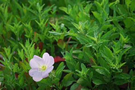 Oenothera Speciosa Evening Primrose Charleston Aquatic And