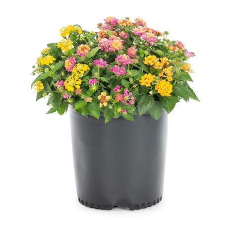 Lowes Multicolor Lantana Plant In 225 Gallon S Pot Nursery At