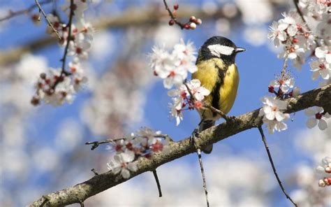 Les Oiseaux Disparaissent De Nos Campagnes