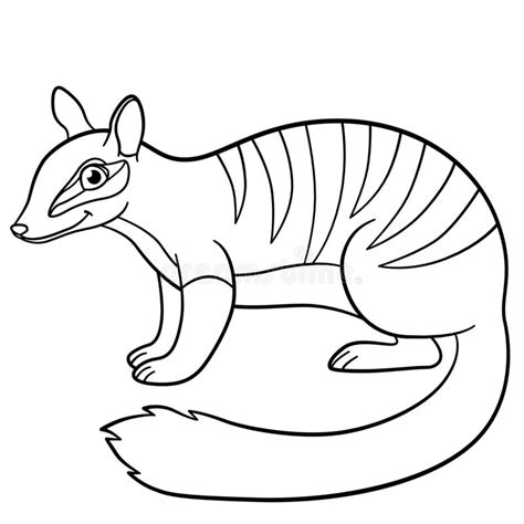 Numbat Stock Illustrations Vecteurs Clipart 570 Stock Illustrations