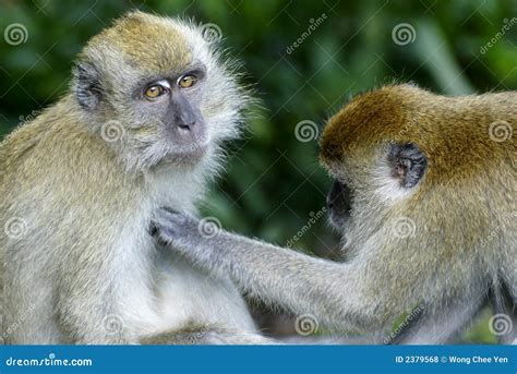 Monkeys grooming stock photo. Image of groom, hygiene - 2379568