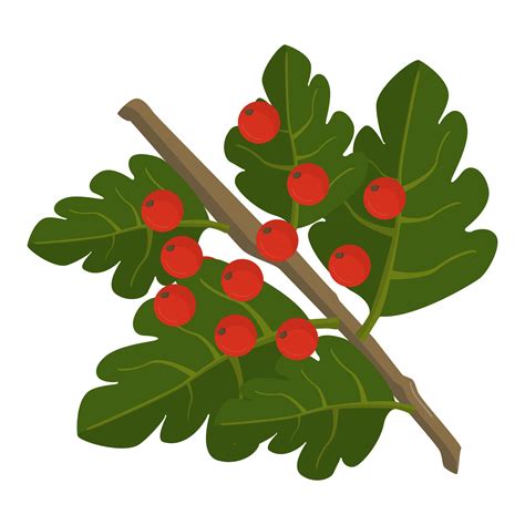 Hawthorn Berries Free Stock Photo - Public Domain Pictures