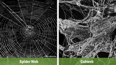 How To EASILY Get Rid Of Spider Webs And Cobwebs