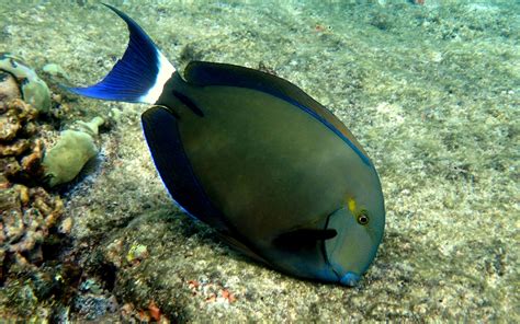 Ringtail Surgeonfish Acanthurus Blochii