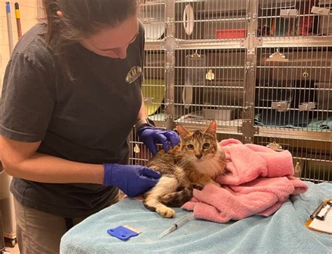 Dchs Rescues 50 Cats From Hoarding Situation