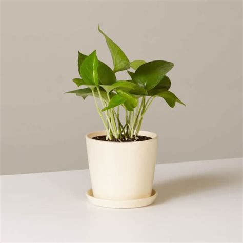 In Search Of Clean Air Nasas Top List Of Air Filtering Indoor Plants