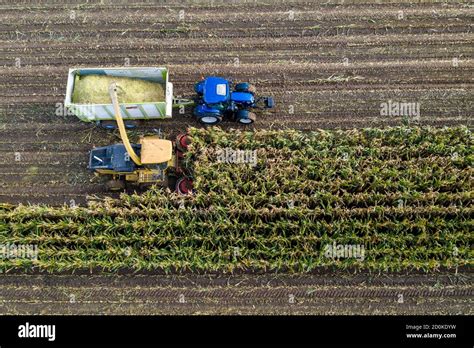 Cosecha de maíz cosechadora picadora trabaja su camino a través de un