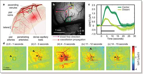 Figure 1 From A Critical Role For The Vascular Endothelium In