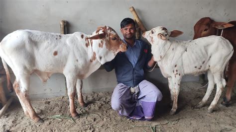 আজ ৬ ফেব্রুয়ারি কক্সবাজার ও যশোরের খামারীর জন্য কেমন দামে শাহিওয়াল ষাঁড় কিনছেন কিনলেন