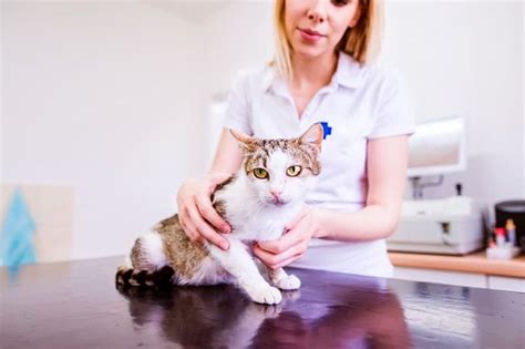 How To Apply Diatomaceous Earth To Cats Cats Natural Cat Litter