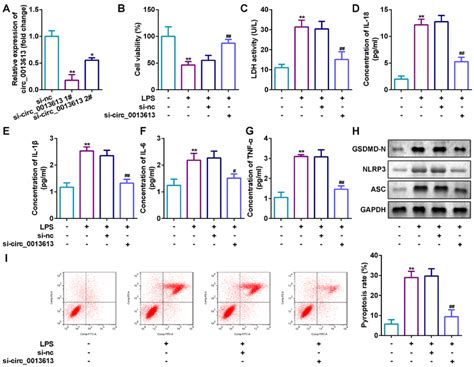 The Targeting Relationship Between Circ0013613 And Mir 370 3p And The