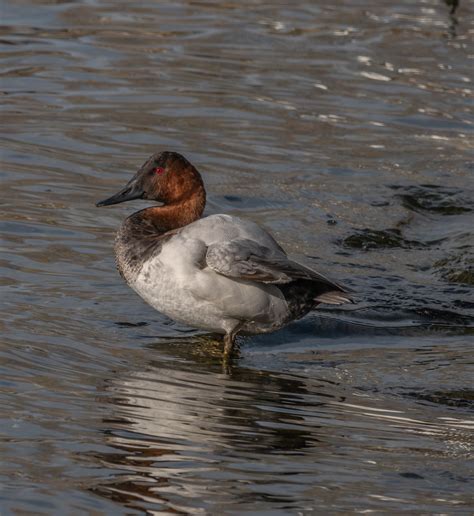 Identification of 9 Diving Duck Species: A Photographic Guide | Miles Hearn