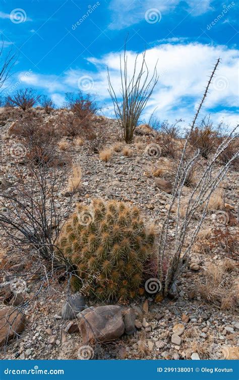 Desert Landscape Strawberry Hedgehog Cactus Echinocereus Stramineus