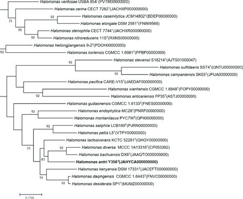 Phylogenomic Tree Of Strain Y3S6 T And Its Closely Related Strains