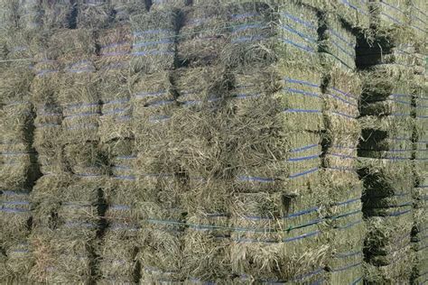 Sliced Timothy Hay Ratzlaff Farms