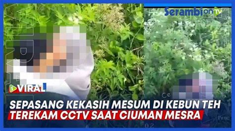 Video Viral Sepasang Kekasih Mesum Di Kebun Teh Terekam Cctv