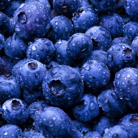 blueberries fresh produce south naples citrus grove