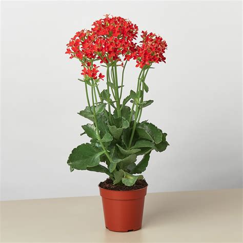 Kalanchoe ‘Yellow’ - Green Thumb Nursery