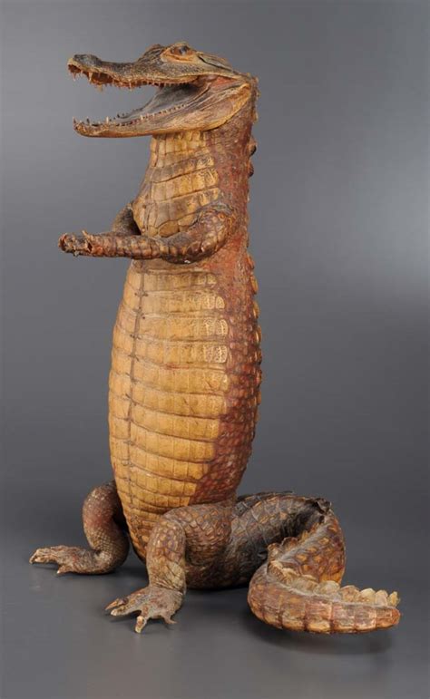 Lot 1042 - A taxidermy alligator standing on it's hind