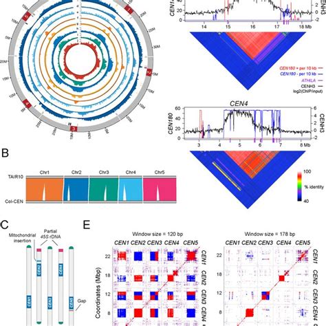 Pdf The Genetic And Epigenetic Landscape Of The Arabidopsis Centromeres