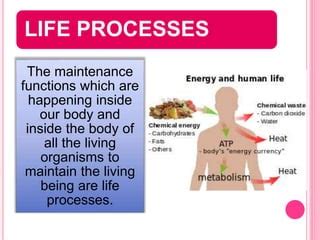 Life process | PPT