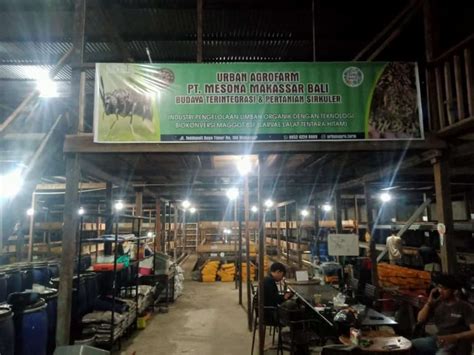 Urban Agrofarm Budidaya Maggot Dengan Misi Tangani Sampah Organik