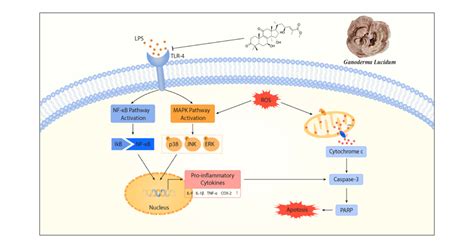 Ganoderterpene A A New Triterpenoid From Ganoderma Lucidum Attenuates