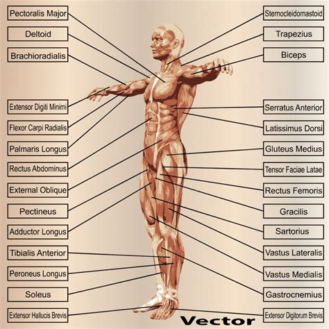 Revisiting Tonic and Phasic Muscles for Increased Performance and ...