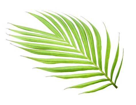 Green Leaf Of Palm Tree Isolated On Transparent Background Png File