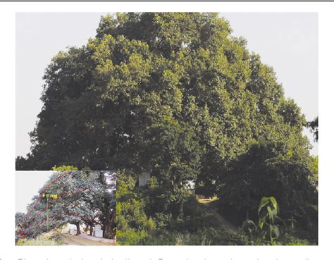 Figure 2 from World's Tenth Largest Banyan Tree at Narora in Upper ...