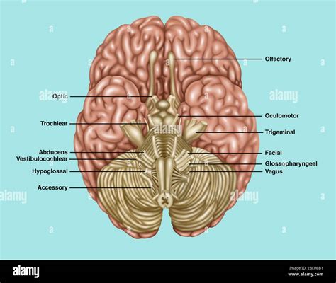 Anatomie C R Brale Vue Inf Rieure Illustration Photo Stock Alamy