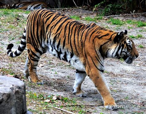 Tiger Walk Photograph by Kevin Fortier