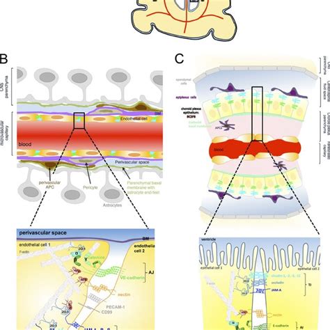 Intercellular Junctions Between CNS Microvascular Endothelial Cells