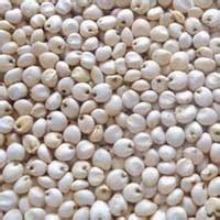 Sorghum Seeds Milky White Jowar At Best Price In Navi Mumbai