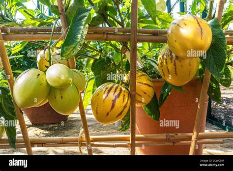 Pepino Melons Solanum Muricatum Espèce De Fruits à Feuilles Persistantes Originaire D Amérique