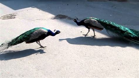 Peacocks Fighting Youtube