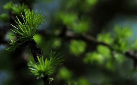 Wallpaper Sunlight Forest Nature Grass Plants Branch Green