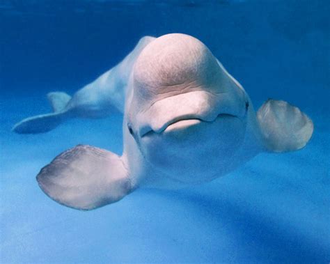 Climate change may be putting beluga whales out of their depths