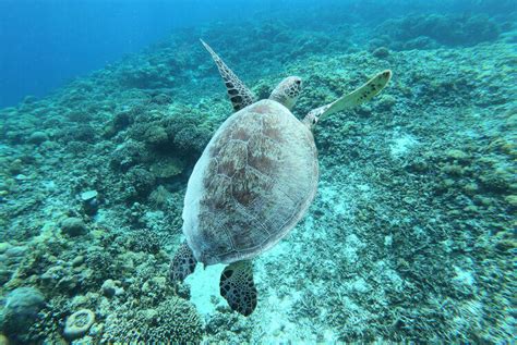 Qué hacer en Gili Air y qué ver en la mejor de las Islas Gili