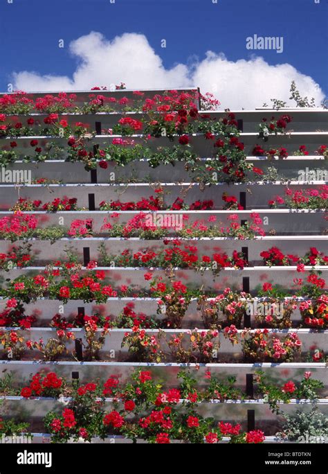 Floriade Flower Terrace Stock Photo Alamy